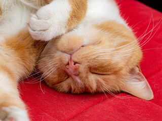 Sleeping ginger cat