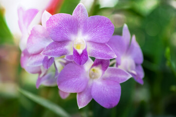 Naklejka na ściany i meble Purple Orchid flower in orchid garden at winter. Orchid flower for postcard beauty and agriculture design. Beautiful orchid flower in garden, in full bloom in farm, on green nature blur background