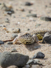 lizard on the sand