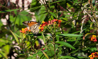 Monarch butterfly in the garden