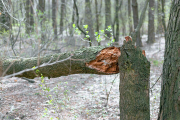 Broken tree in the forest. Tree felled by strong winds