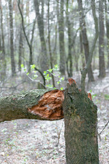 Broken tree in the forest. Tree felled by strong winds