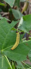 caterpillar on a leaf