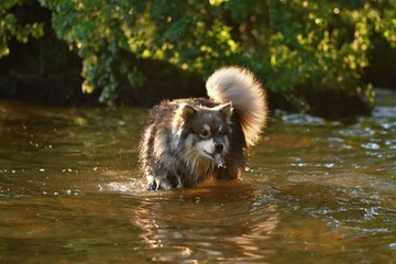 Portrait of a young Finnish Lapphund dog