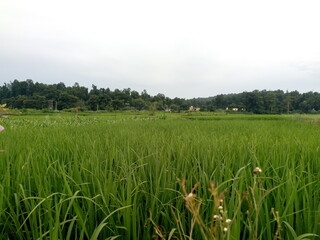 rice field in the morning