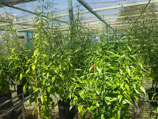 Herb Plant, Andrographis paniculata plant organic farm at Thailand
