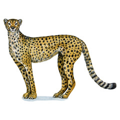 Watercolor illustration of a wild cat. Hand made character. cheetah