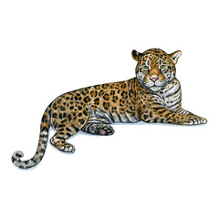 Watercolor illustration of a wild cat. Hand made character. jaguar