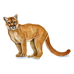 Watercolor illustration of a wild cat. Hand made character. mountain lion