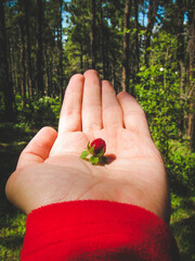 hand holding a strawberry