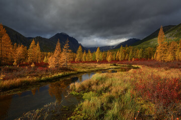 Yellow larch trees by the stream on a sunny autumn day