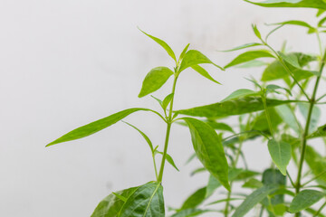 Herb Plant, Andrographis paniculata plant organic farm at Thailand