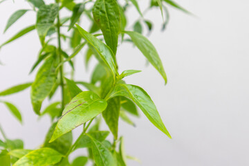 Herb Plant, Andrographis paniculata plant organic farm at Thailand