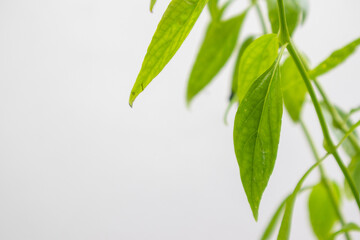 Herb Plant, Andrographis paniculata plant organic farm at Thailand