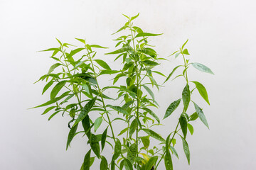 Herb Plant, Andrographis paniculata plant organic farm at Thailand