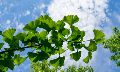 Ginkgo tree (Ginkgo biloba) or gingko with brightly green new leaves against background of blue sky. Selective close-up. Fresh wallpaper nature concept. Place for your text