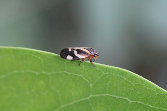 Closeup shot of a froghopper on a green leaf