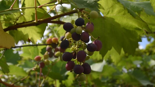 A branch of grape swinging on the wind