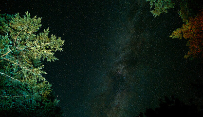 Trees Night Stars