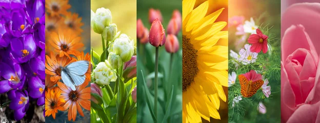 Fototapeten kwiaty, kolaż, kolory natury © meegi