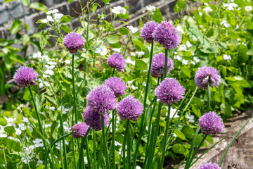 Obraz premium Chives (Allium schoenoprasum) a spring summer flowering plant with a pink purple flower grown in a vegetable garden for use as a herb in cooking, stock photo image