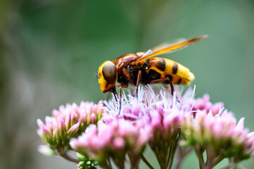 Bee sitting on a pink flower