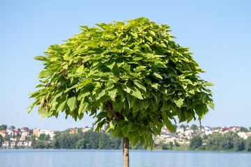 Ternopil became in August and the general view of the city
