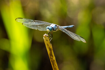 Blue Eyed Dragonfly perched on a dried grass blade