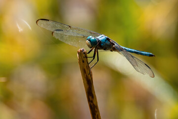 Blue Eyed Dragonfly perched on a dried grass blade