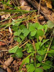 leaves on the ground
