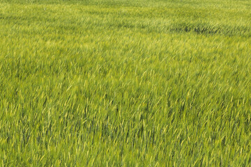green full of wheat. new harvest. background