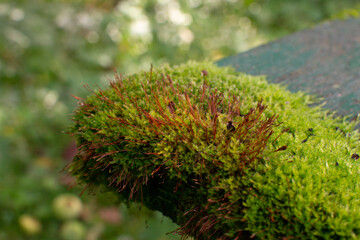 Close-up of a green moss