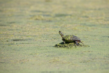 The painted turtle (Chrysemys picta) , native turtle of North America on an overgrown pond