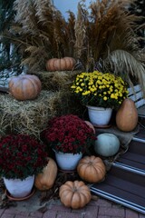 Autumn decor. Pumpkins and flowers