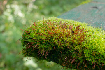 Close-up of a beautiful green moss