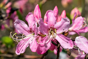 Rhododendron vaseyi a spring flowering shrub plant with a pink springtime flower commonly known as Pinkshell azalea, stock photo image