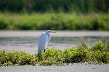 The snowy egret (Egretta thula) , small white heron 