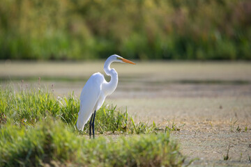 The snowy egret (Egretta thula) , small white heron 