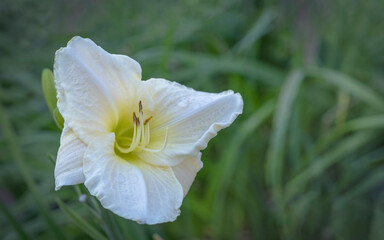 Fototapeta premium Close-up of a white flower against a background of grass.
