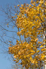 Yellow maple leaves in autumn against a blue sky.