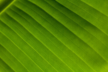 textured leaves green banana background. Banana leaves zoom in close. sunlight through the leaves