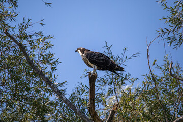 The western osprey ((Pandion haliaetus ) 