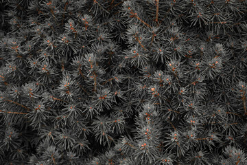 Floral Abstract Monochrome grey Background. Botanical Floral Texture of bracnhes. 