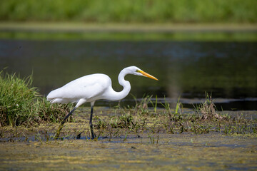 The snowy egret (Egretta thula) , small white heron on the marsh.