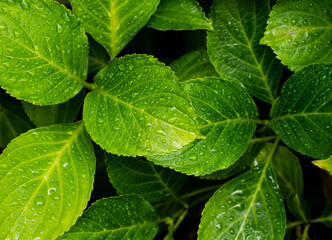 Floral leafs after rain. Wet Drops on green leaves. Fresh Flora droplets. Green Plant Background