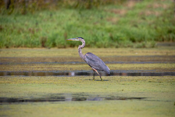 Great Blue Heron (Ardea herodias)  is the largest American heron hunting small fish, insect, rodents, reptiles, small mammals, birds and especially ducklings.