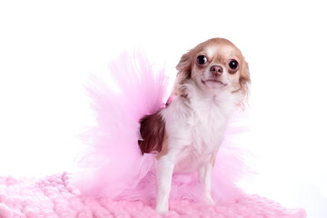 Chihuahua dressed in pink tutu skirt, 1 years old, sitting in front of white background - obrazy, fototapety, plakaty