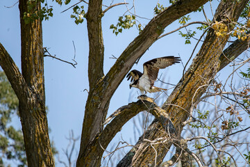 The young western osprey (Pandion halliaetus) 