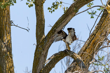 The western osprey (Pandion halliaetus) with caught fish