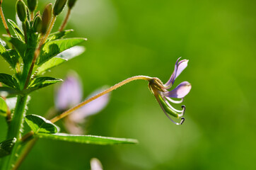 Close-up the tiny purple flower